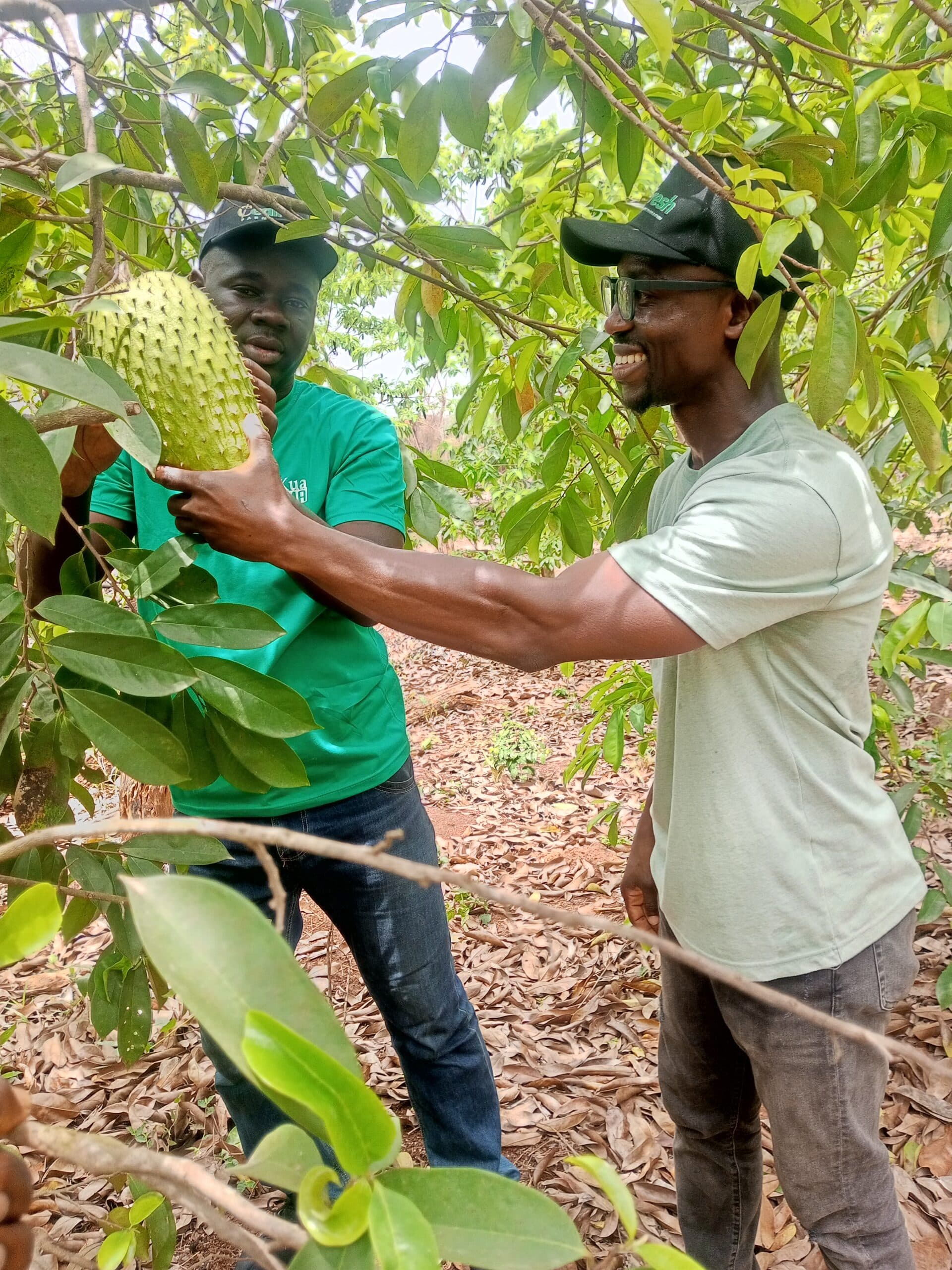 Soursop Fruit Tree